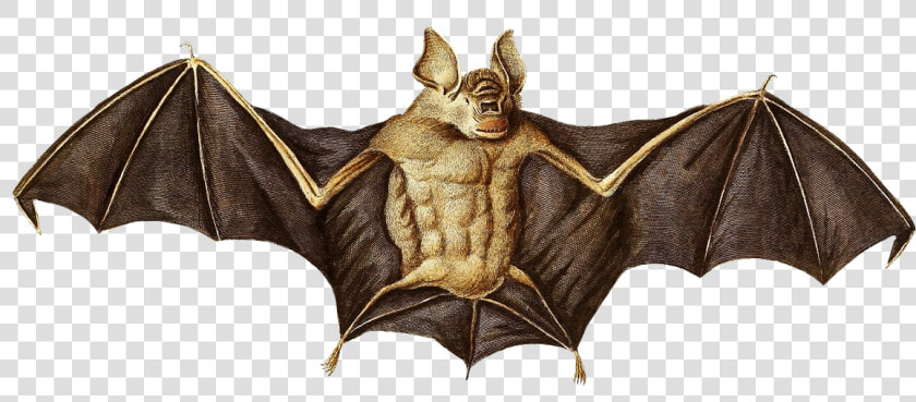 Transparent Bat Silhouette Png   Hoary Bat Drawings  Png DownloadTransparent PNG