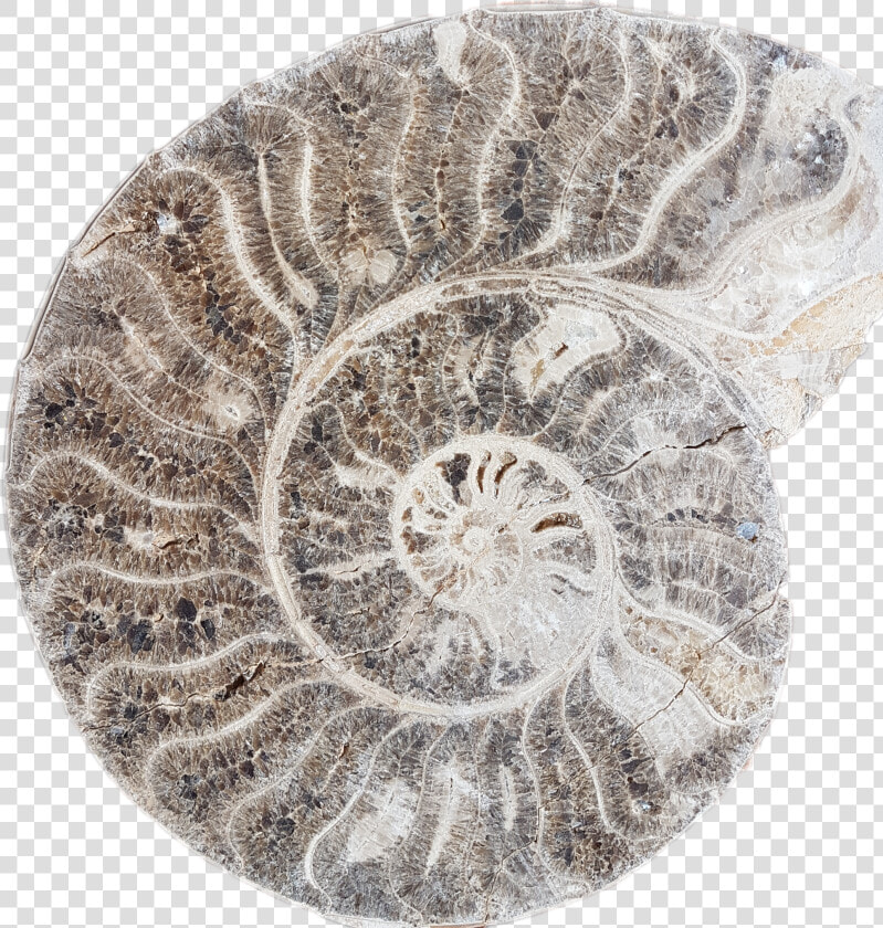  fossils  stickers   Circle  HD Png DownloadTransparent PNG