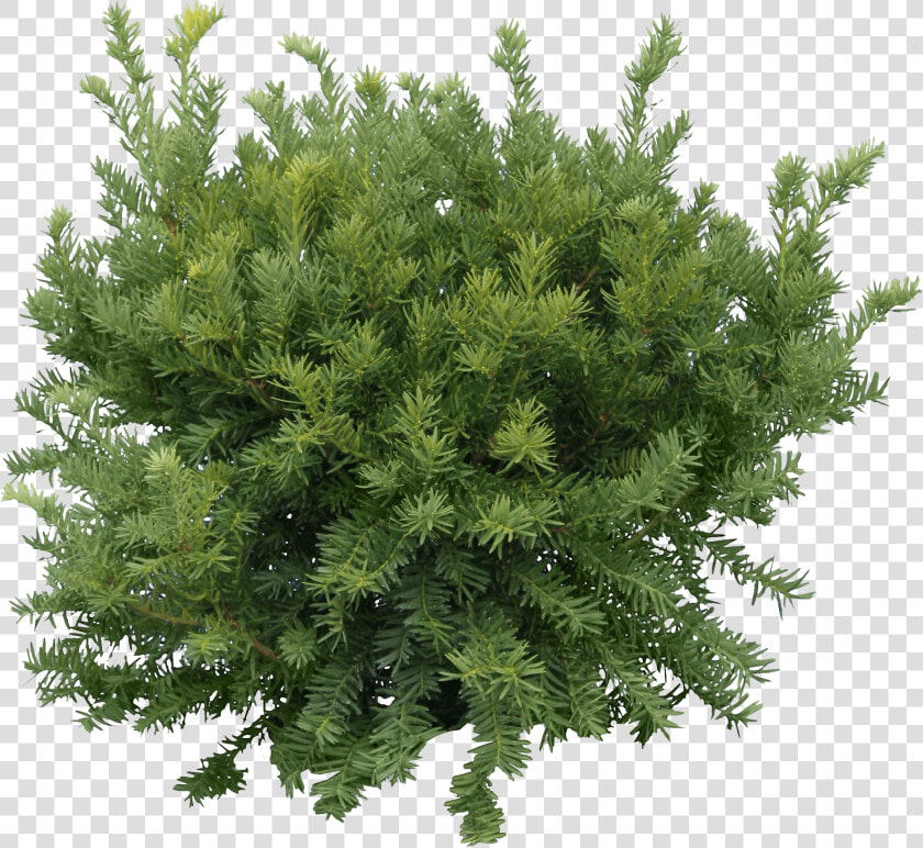 Bush Fir Tree   Green Tree Png  Transparent PngTransparent PNG