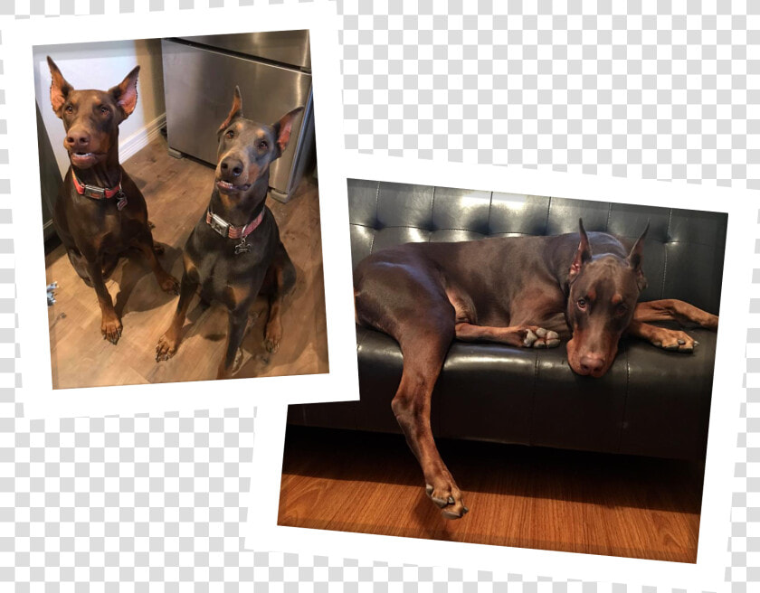 Dobermann  HD Png DownloadTransparent PNG