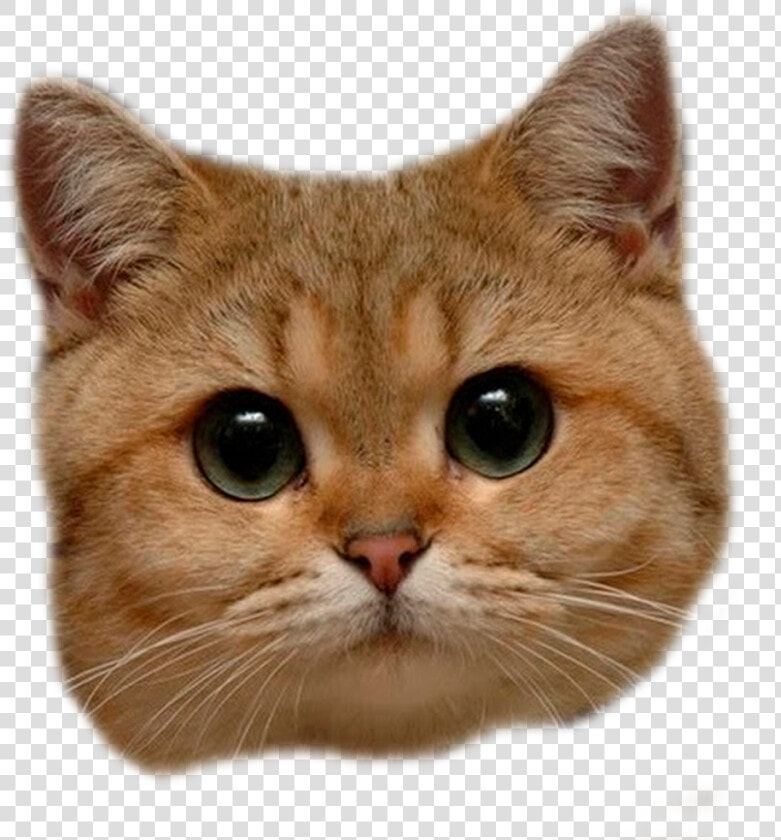 Cat Head Png  amp  Free Cat Head Transparent Images   Cat Head Transparent Background  Png DownloadTransparent PNG