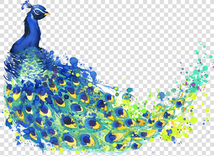 Banner Black And White Stock The Peacock Feather Peafowl   Transparent Background Peacock Feathers Png  Png DownloadTransparent PNG