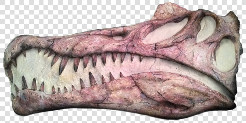 Drawing Of A Spinosaurus Skull  HD Png DownloadTransparent PNG