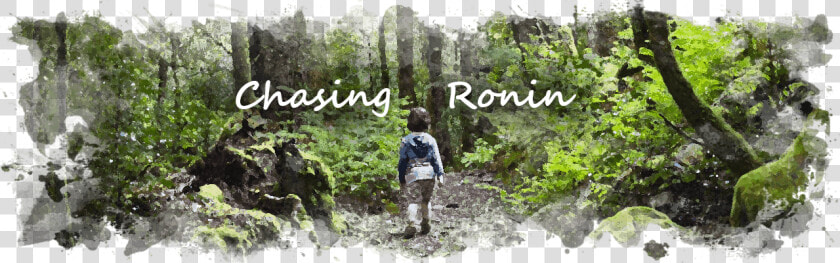 Chasing Ronin   Old growth Forest  HD Png DownloadTransparent PNG