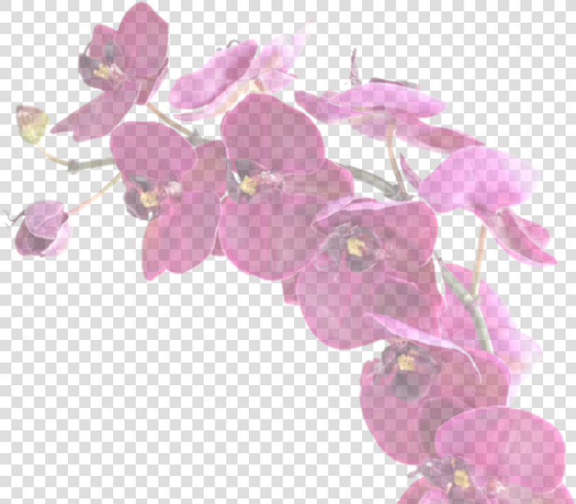 Your Only Purchasing One Vanilla Orchid   Artificial Flower  HD Png DownloadTransparent PNG