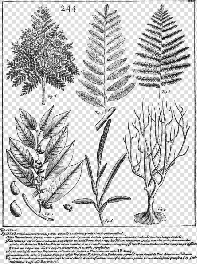Psm V70 D509 Species Of Dryopteris Still Growing In   Illustrate Draw The Herarely Of Biological Org  HD Png DownloadTransparent PNG