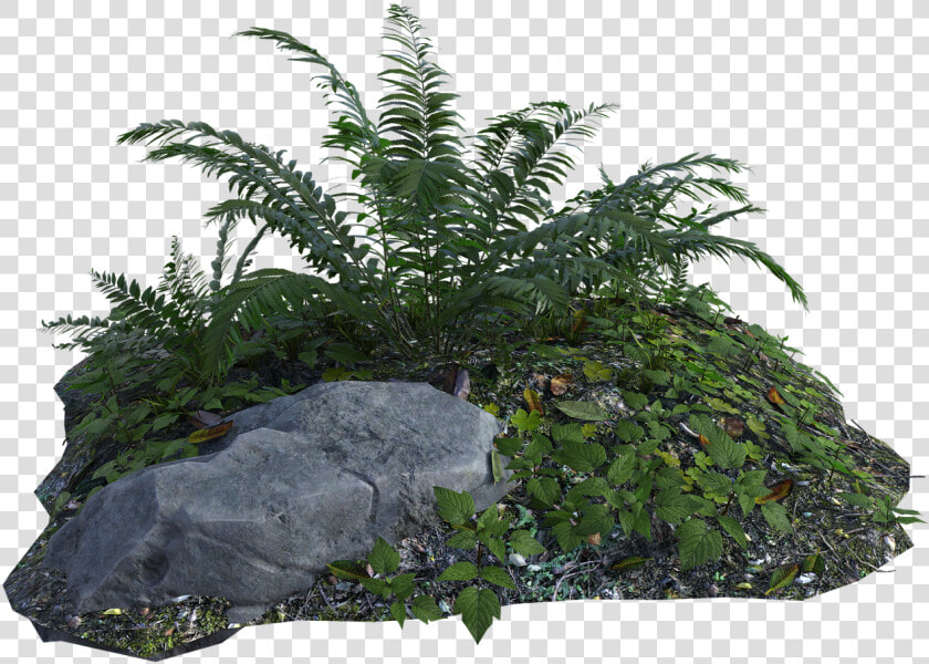 Tropical  Plants  Fern  Rocks  Grass  Botany  Green   Tropical Plant Png  Transparent PngTransparent PNG