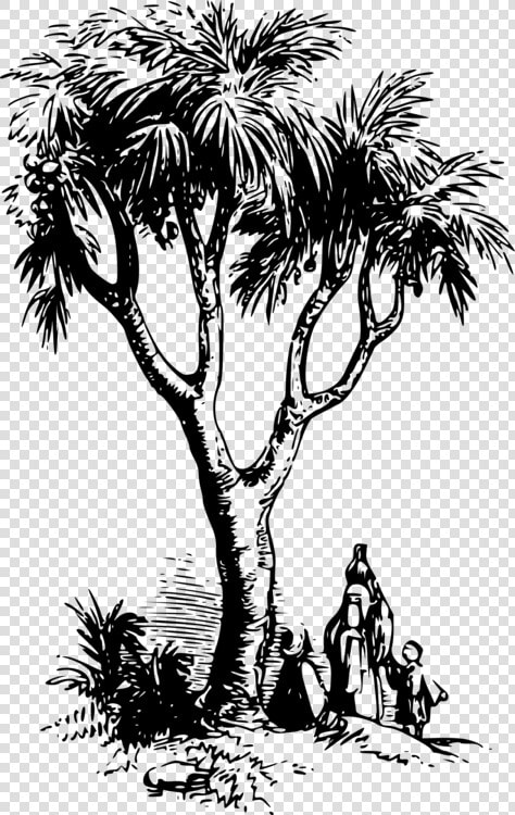 Visual Arts plant flower   Doum Palm Tree Drawing  HD Png DownloadTransparent PNG