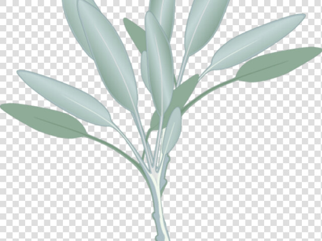 Transparent Eucalyptus Leaves Png   Sage Herb Clip Art  Png DownloadTransparent PNG