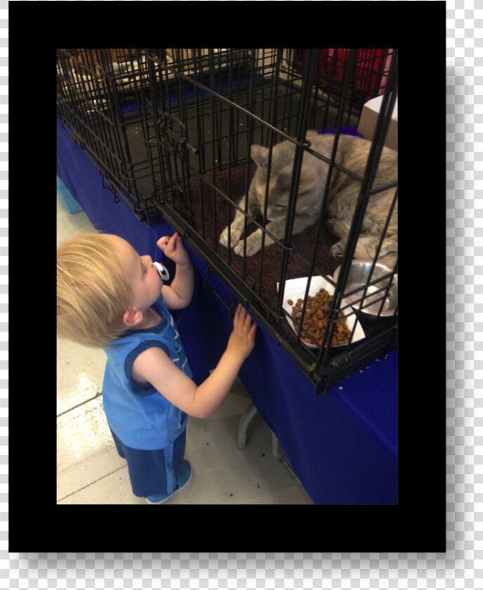 Cat   Animal Shelter  HD Png DownloadTransparent PNG