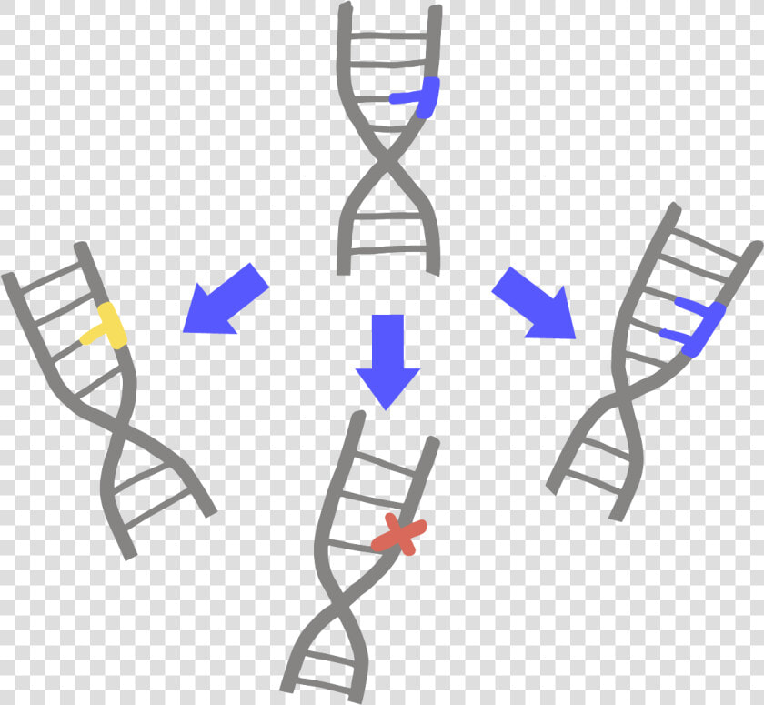 Transparent Dna Png Transparent   Mutation Png  Png DownloadTransparent PNG