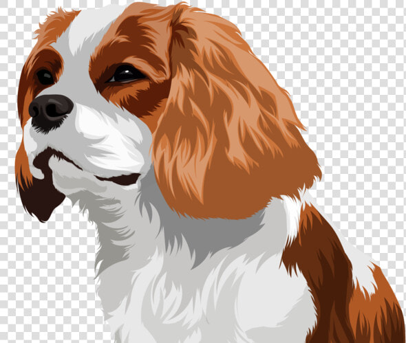Pet Drawing Drawing Pets Dogs Vector Cartoon Design   Cavalier King Charles Spaniel  HD Png DownloadTransparent PNG