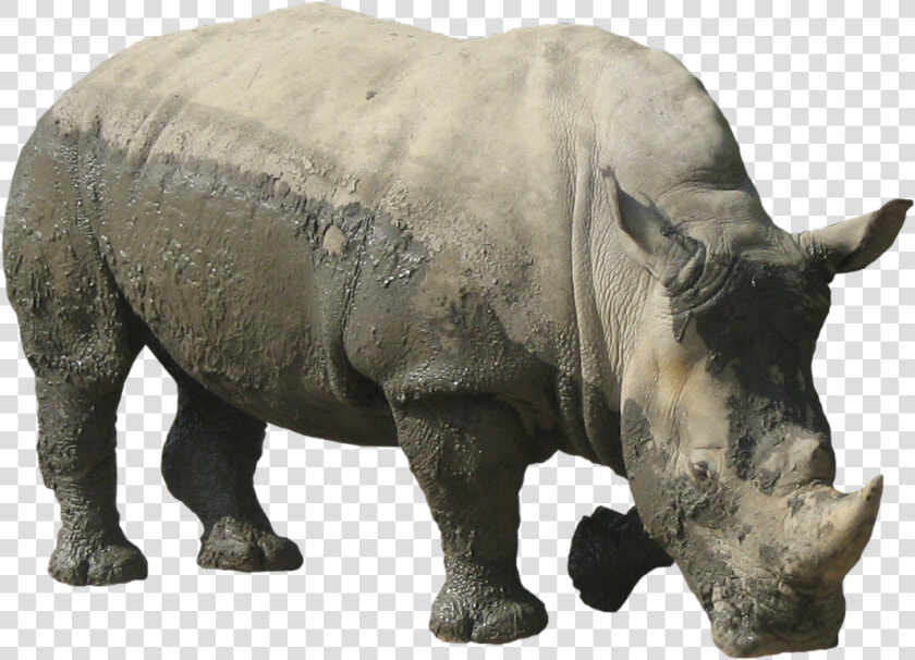 Rhinoceros Free Download Png   Rhinoceros Transparent  Png DownloadTransparent PNG