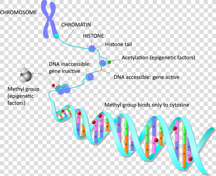 Amsbio   Com   Epigenetics   Epigenetic Alterations In Aging  HD Png DownloadTransparent PNG