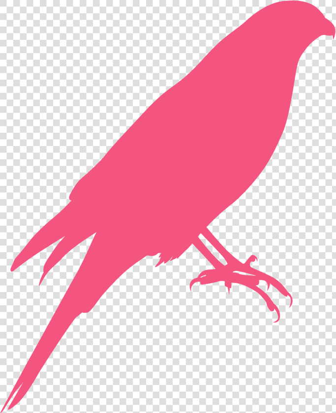 Perching Bird  HD Png DownloadTransparent PNG