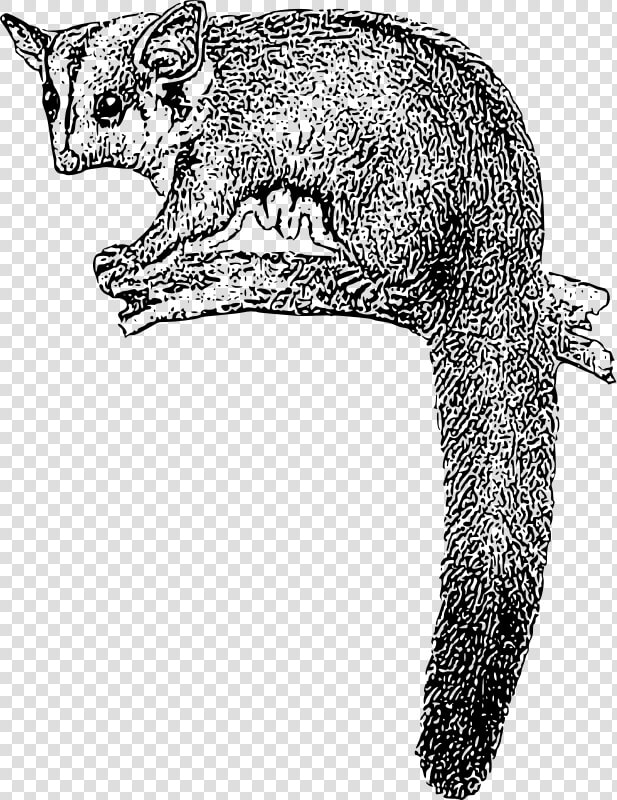 Possum Clipart  HD Png DownloadTransparent PNG
