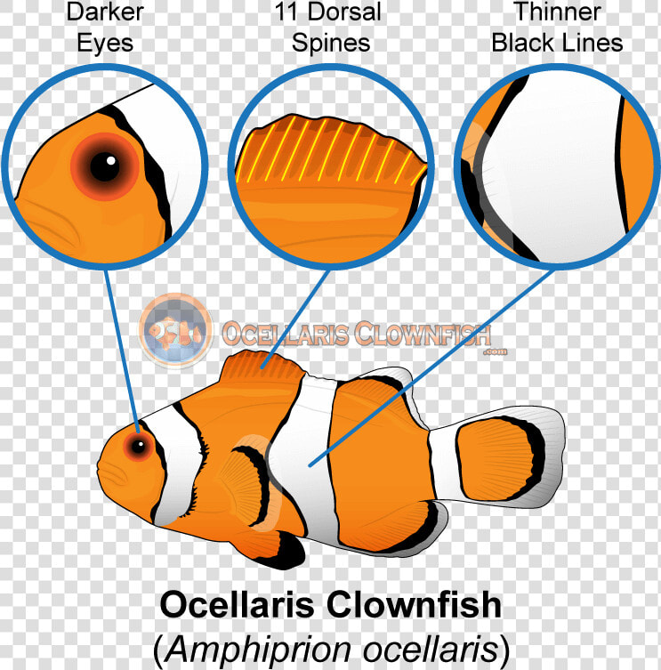 Ocellaris Clownfish Features   Male Vs Female Clownfish  HD Png DownloadTransparent PNG