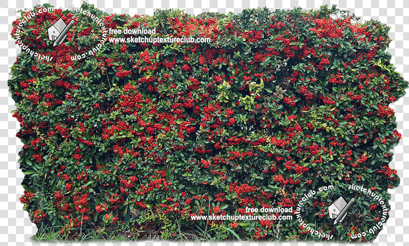 18708 Cut out Autumnal Hedge Texture   Rosa Wichuraiana  HD Png DownloadTransparent PNG