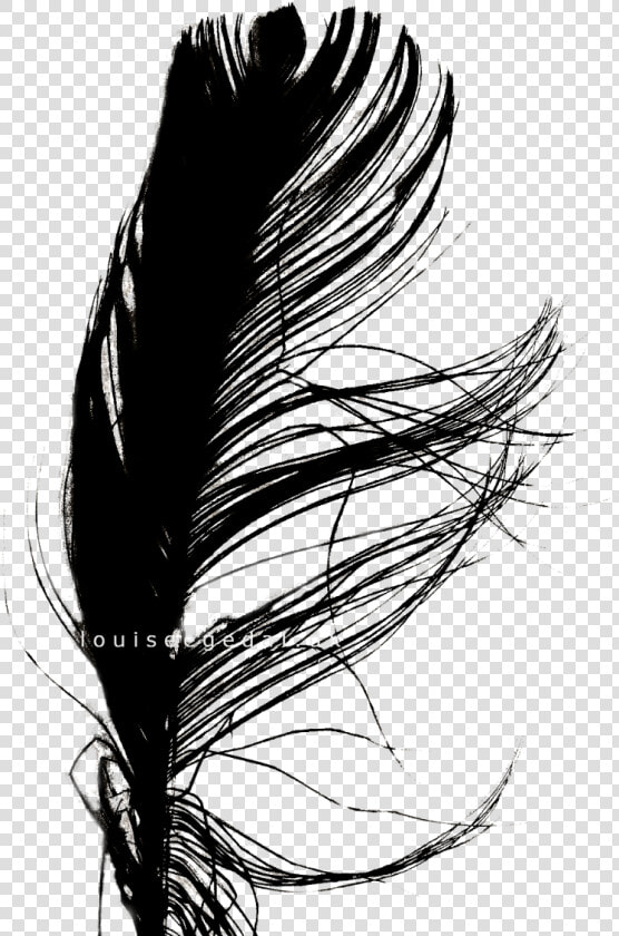 Jpg Transparent Stock Interesting Drawing Feather   Illustration  HD Png DownloadTransparent PNG