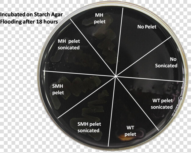 800px starch1   Circle  HD Png DownloadTransparent PNG