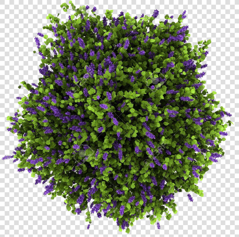 Flowering Bush Plan Png  Transparent PngTransparent PNG