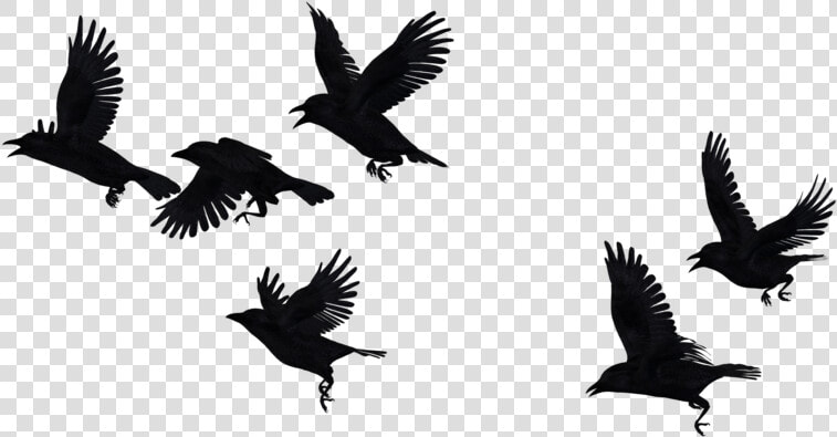 Crows Flying Transparent Background  HD Png DownloadTransparent PNG