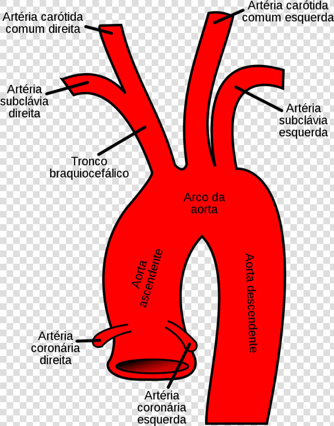 Aortic Arch  HD Png DownloadTransparent PNG