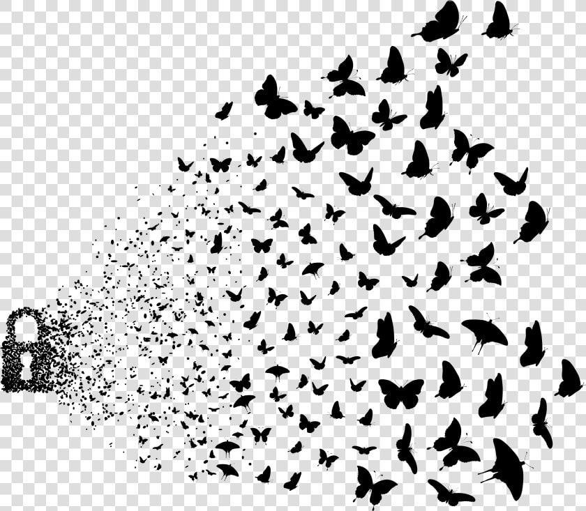  art  birds  butterfly  edited  png  photography  freetoedit   Birds Png For Picsart  Transparent PngTransparent PNG
