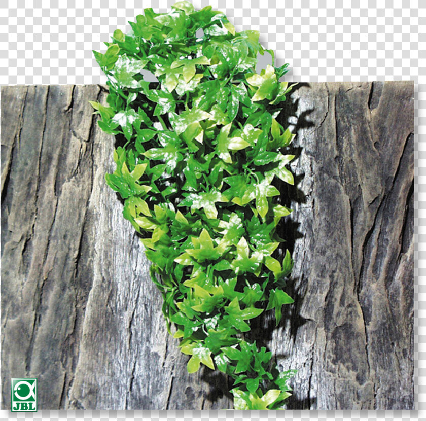 Source   Www   Jbl   De   Report   Hanging Plants Png   Terrarium  Transparent PngTransparent PNG