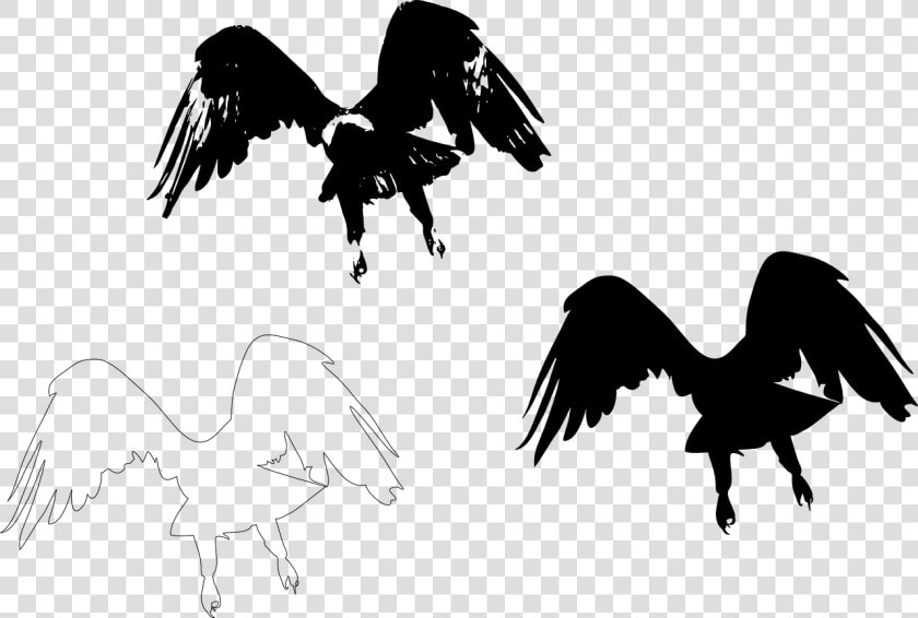 Silhouette Bird Wing Feather   Eagle Cut Out Black  HD Png DownloadTransparent PNG