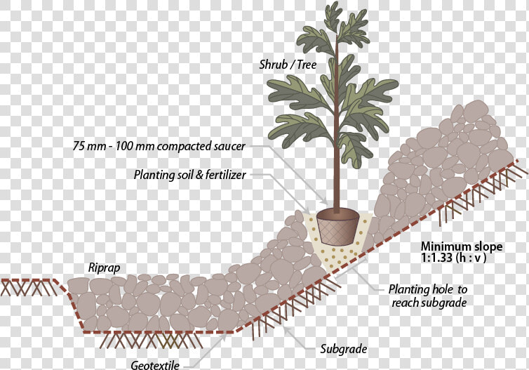 Pond Pine  HD Png DownloadTransparent PNG