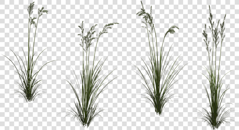 Transparent Tall Grass Texture  HD Png DownloadTransparent PNG