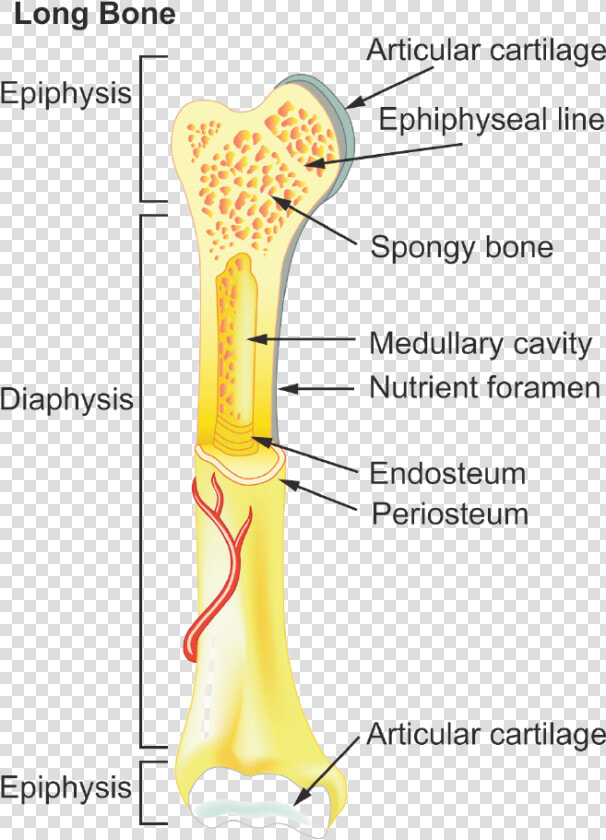General Features Of Long Bones  HD Png DownloadTransparent PNG