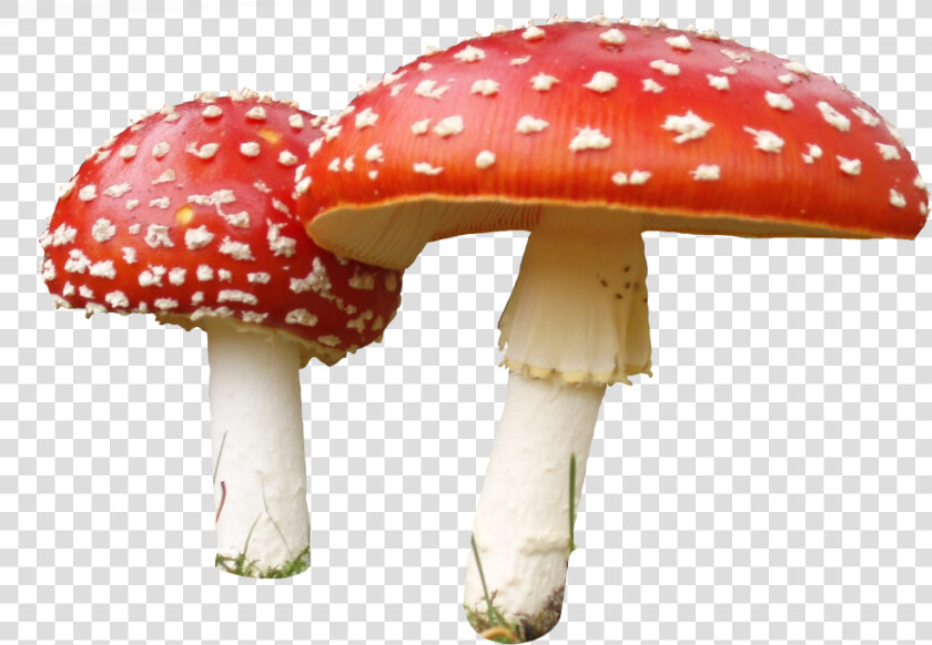 Transparent Fungi Clipart   Transparent Background Mushroom Png  Png DownloadTransparent PNG