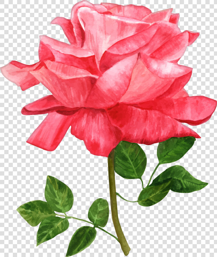 15 Watercolor Roses Png For Free Download On Mbtskoudsalg  Transparent PngTransparent PNG