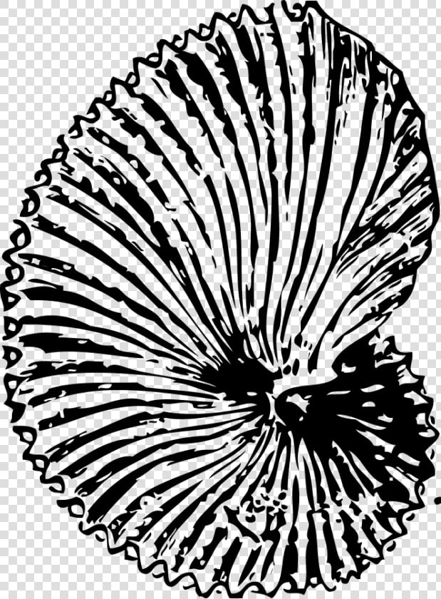 Argonaut Shell Svg Clip Arts   Fossil Clipart Transparent Background  HD Png DownloadTransparent PNG
