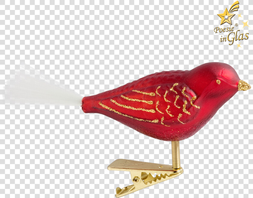 Finch  HD Png DownloadTransparent PNG