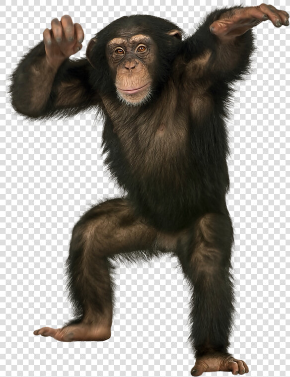 Chimpanzee Standing  HD Png DownloadTransparent PNG