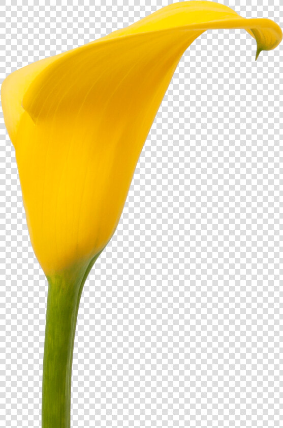 Transparent Fall Flowers Png   Giant White Arum Lily  Png DownloadTransparent PNG