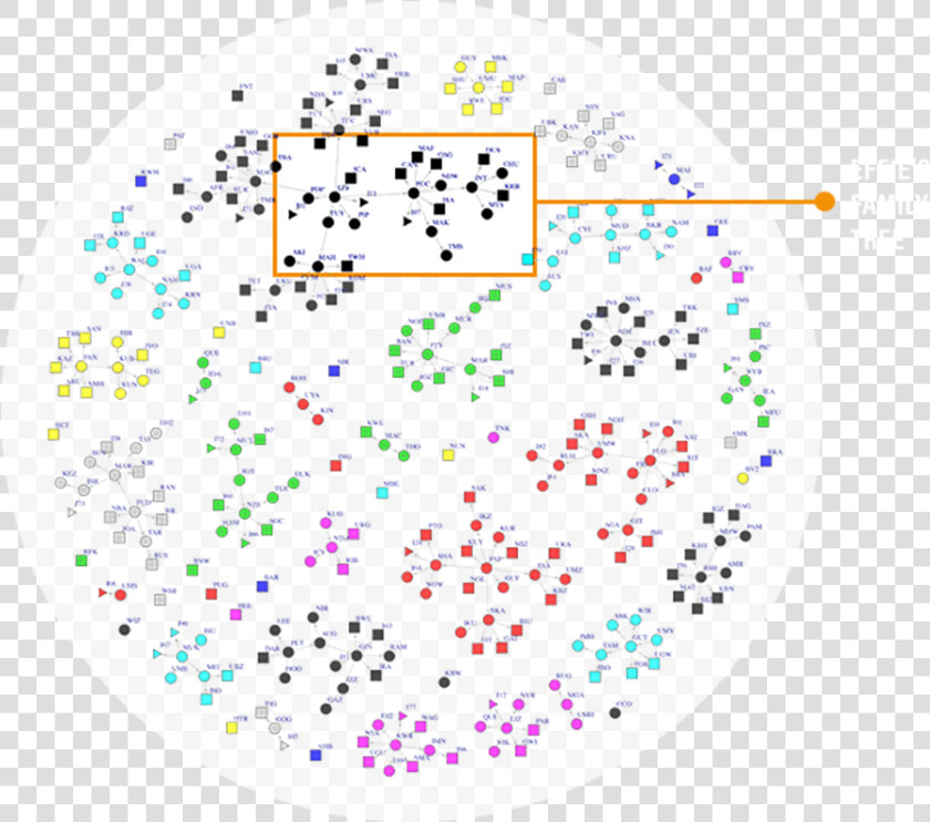 Family Tree Gorillas Came  HD Png DownloadTransparent PNG