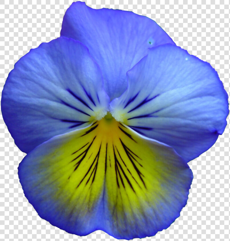 Pansy Flower Flowers Free Picture   Free Clip Art Blue Flower  HD Png DownloadTransparent PNG