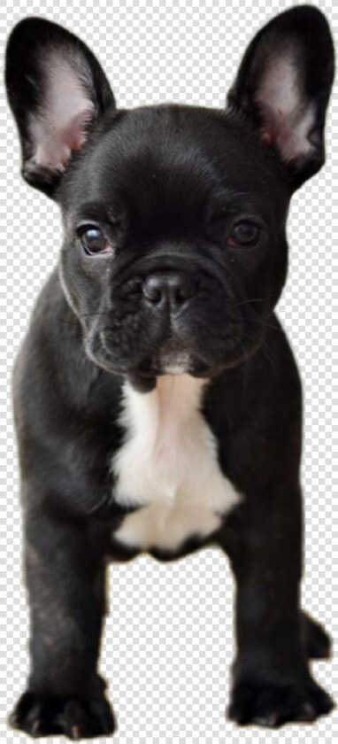 Dog Animals Pets Frenchie Frenchy Frenchbulldog Bulldog   Cute French Bulldog Photography  HD Png DownloadTransparent PNG