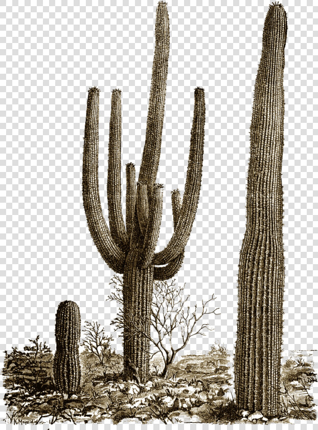 Cactus Png Photos   Desert Cactus Png  Transparent PngTransparent PNG