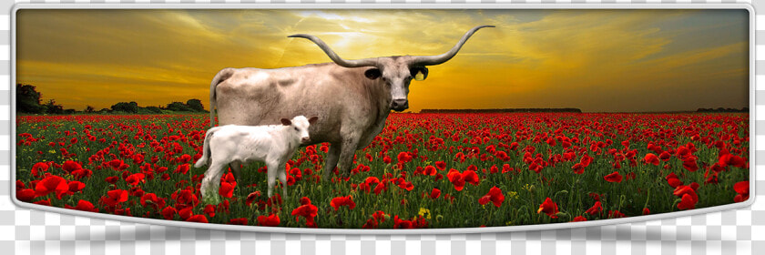 Lutt Longhorns Cows Banner Image   Tulip  HD Png DownloadTransparent PNG