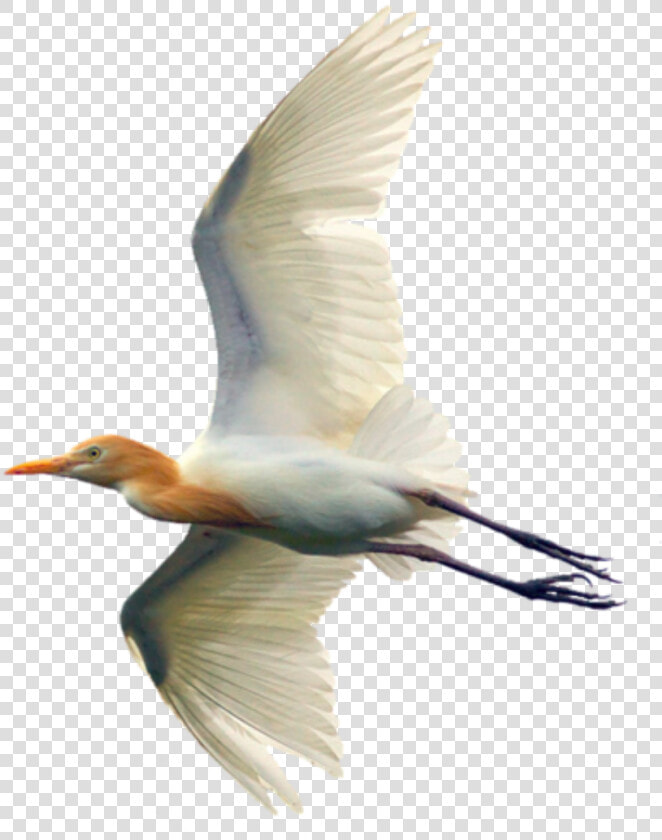 Transparent Egret Clipart   Egret  HD Png DownloadTransparent PNG