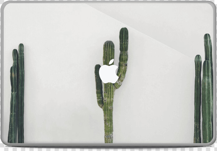 Mexican Cactus Skin Macbook Pro 17”   San Pedro Cactus  HD Png DownloadTransparent PNG