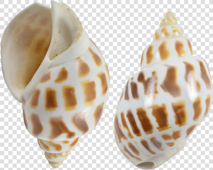 12 Babylonia Aerolata Polished Snail Shells 2 2   Babylonia Shell  HD Png DownloadTransparent PNG