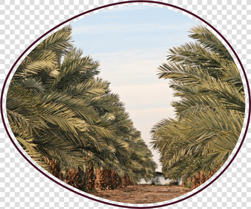 Medjool Dates Jordan Samara   Larch  HD Png DownloadTransparent PNG
