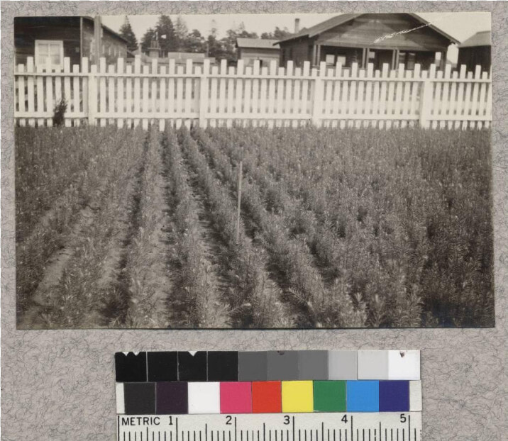 1 1 Douglas Fir   Picket Fence  HD Png DownloadTransparent PNG
