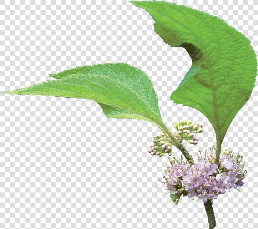 Clip Art French Mulberry Friends Louisiana   Verbena  HD Png DownloadTransparent PNG